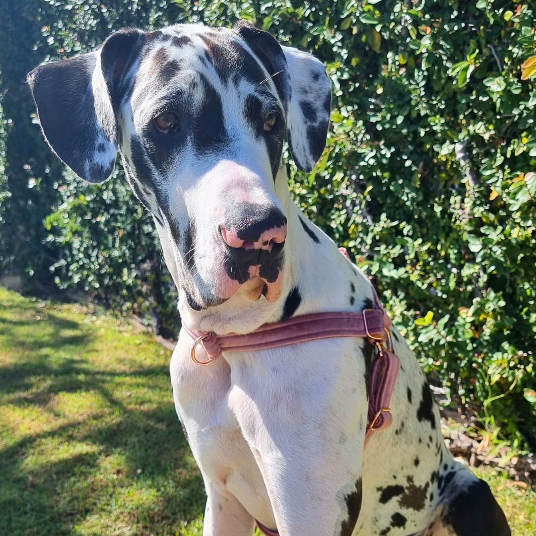 blush pink luxury velvet dog harness