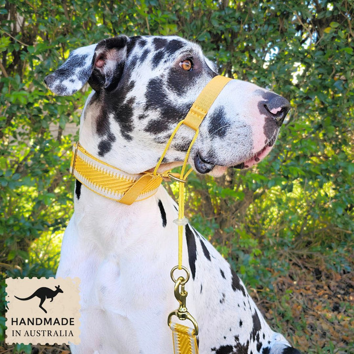 Bumblebee Yellow Adventure Head Halter Attachment