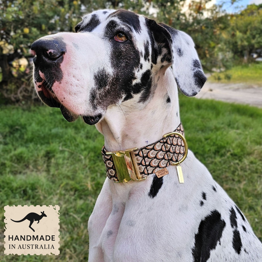 mocha mousse chocolate brown dog buckle wide collar