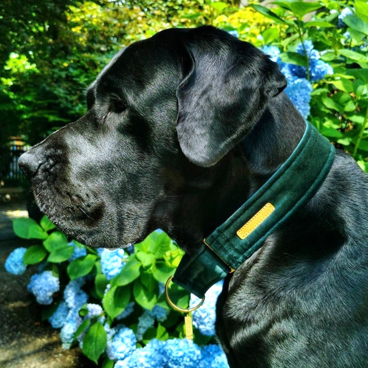Green Luxury Velvet Martingale Collar