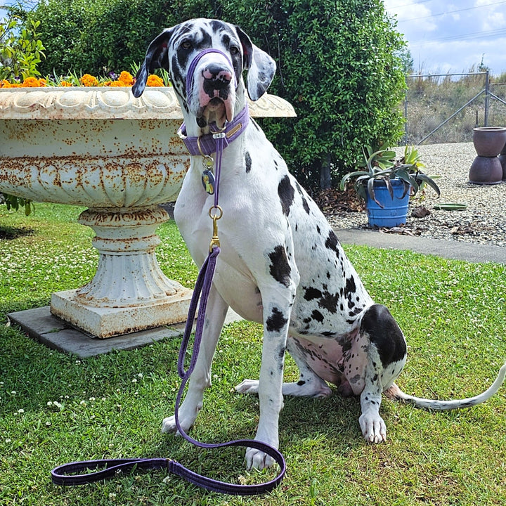 African Violet (Purple) Luxury Velvet Lead