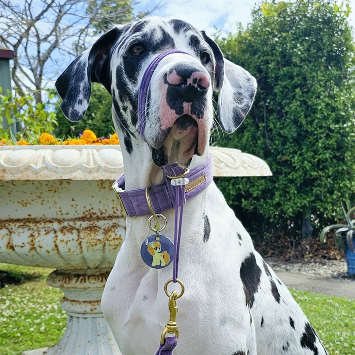African Violet (Purple) Luxury Velvet Buckle Collar