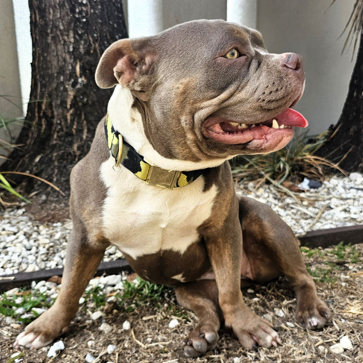 Glam Camo Buckle Collar