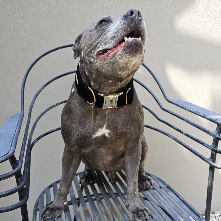 black luxury velvet buckle dog collar