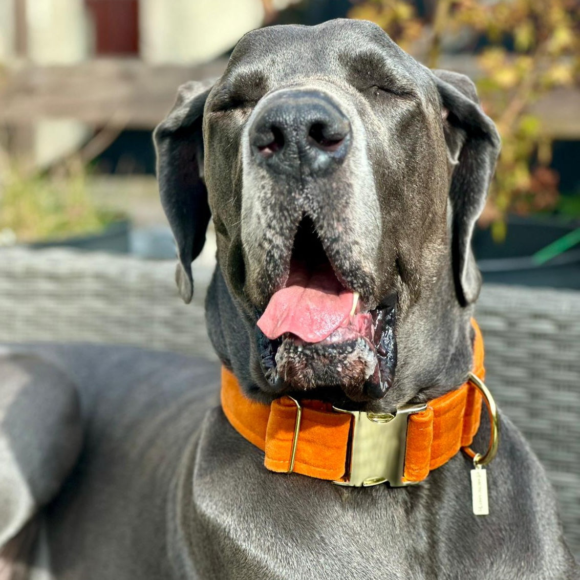 Burnt Orange Luxury Velvet Buckle Collar