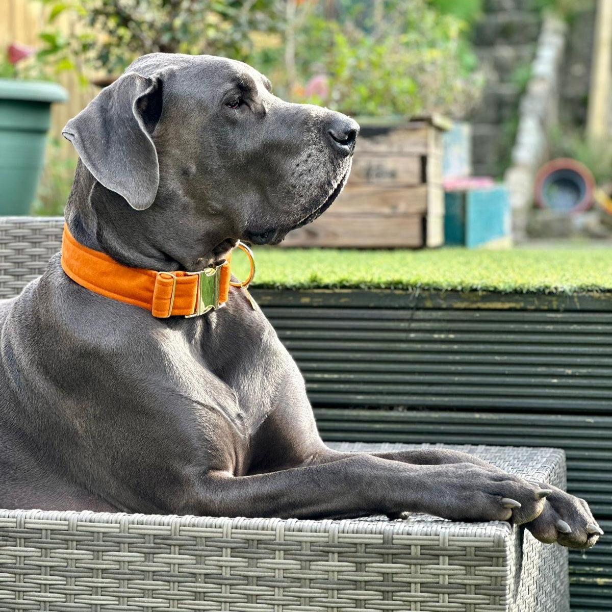 Burnt Orange Luxury Velvet Buckle Collar