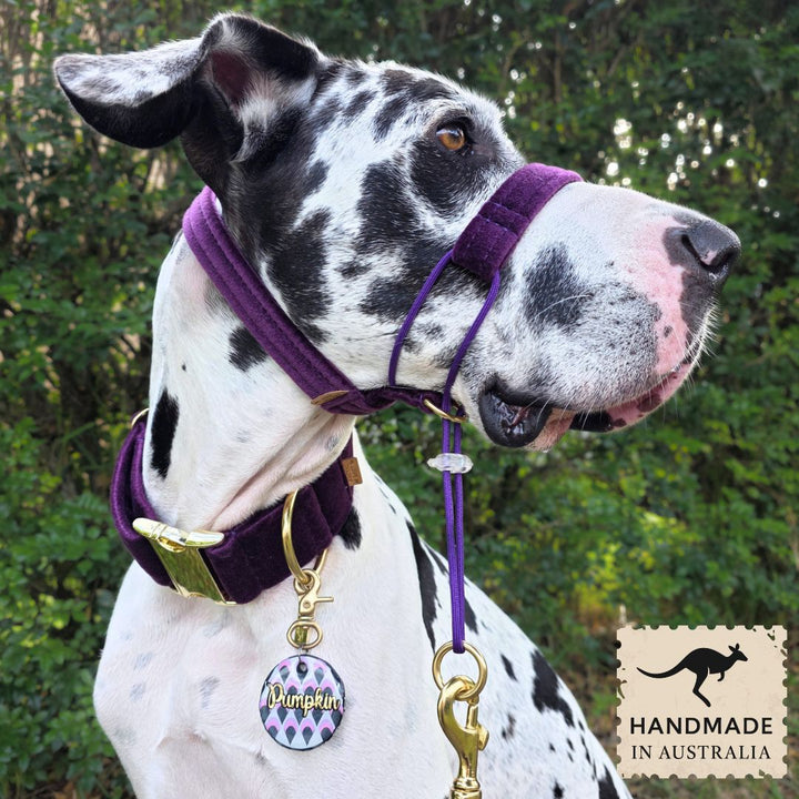 Midnight Plum Luxury Velvet Complete Training Halter