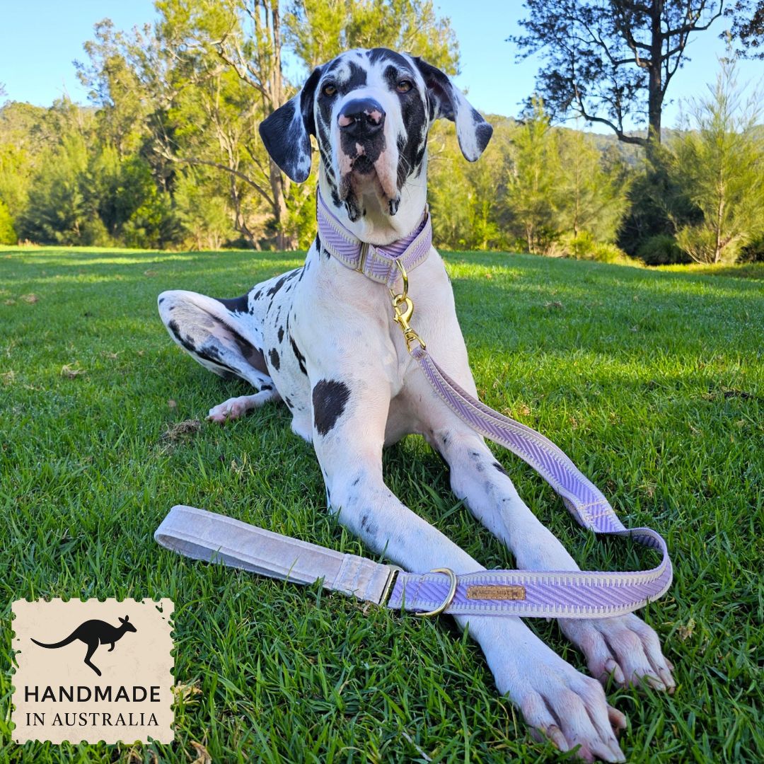 Lavender St Tropez Statement Lead