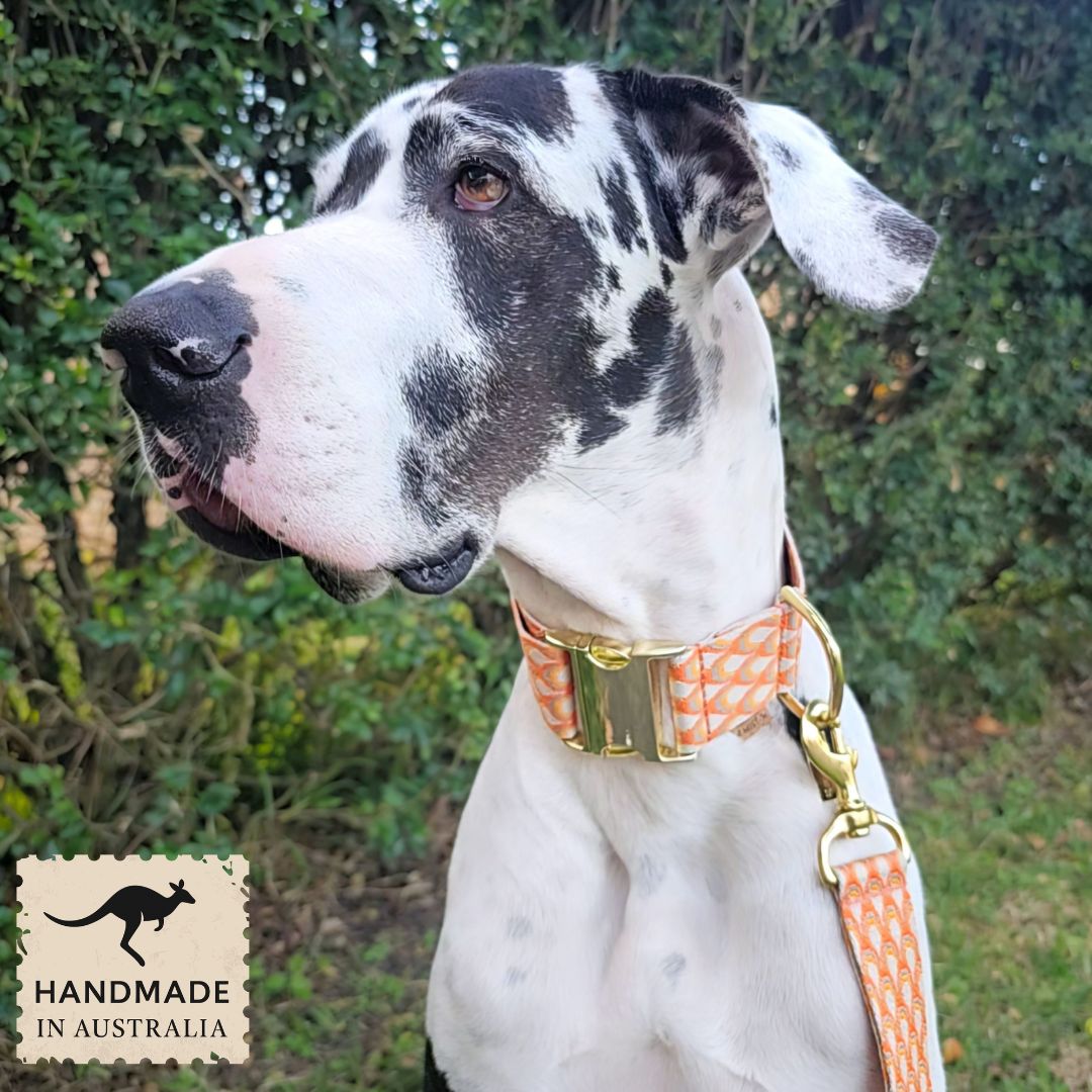 Tangerine Sunset Monte Carlo Buckle Collar