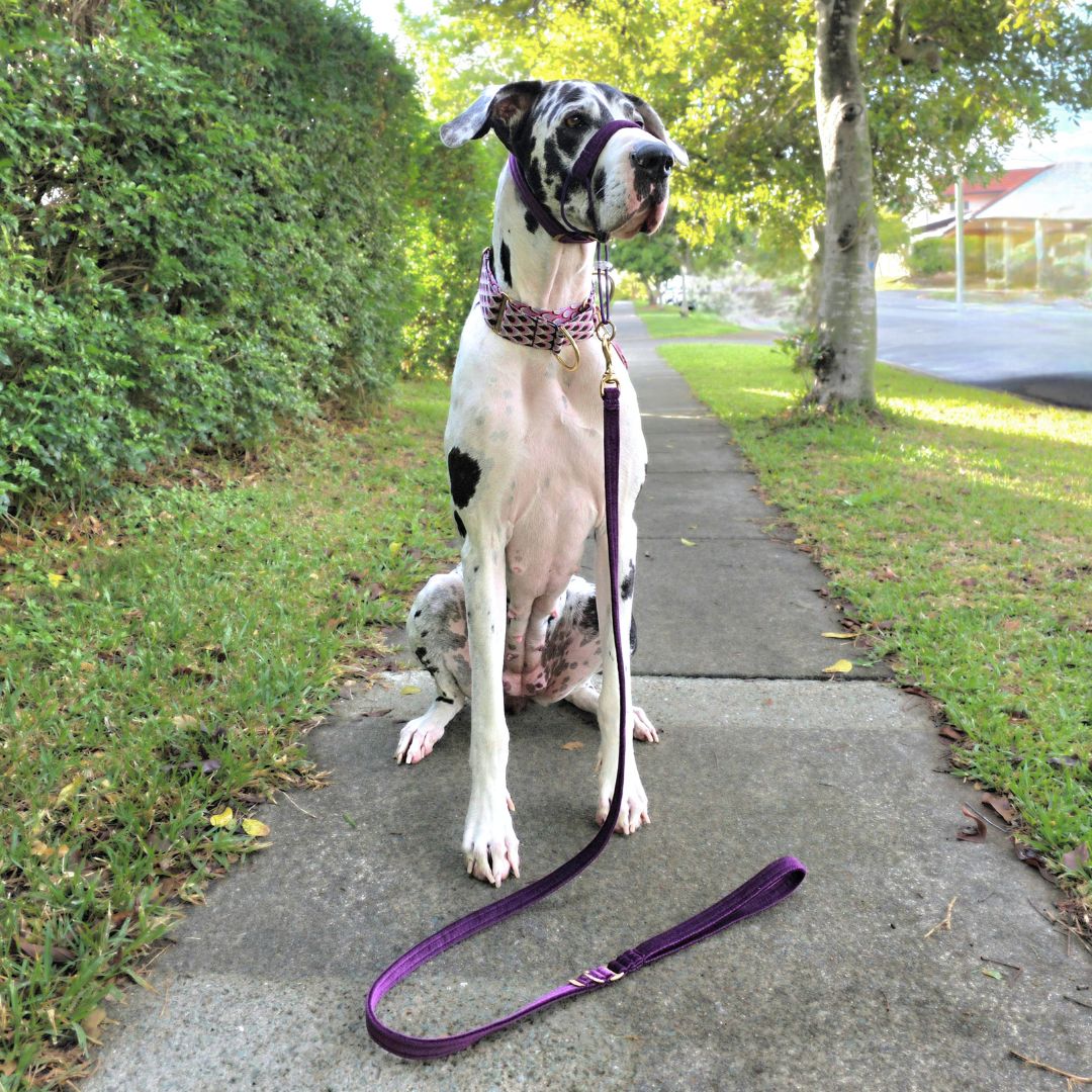 Midnight Plum Luxury Velvet Lead