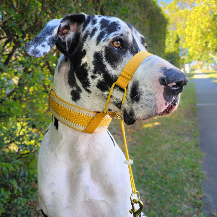 Bumblebee Yellow Adventure Head Halter Attachment