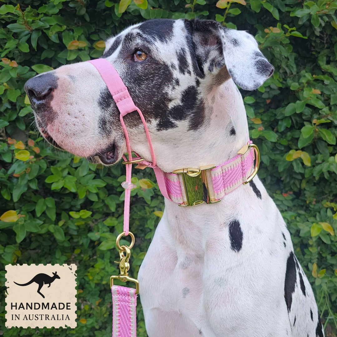 Candy Pink Adventure Head Halter Attachment