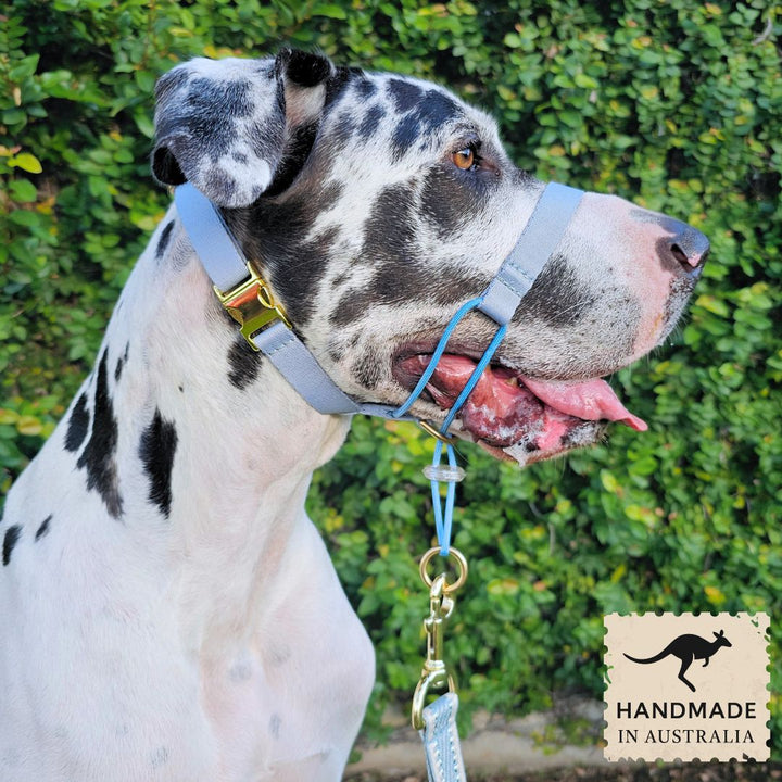 Sky Blue Complete Adventure Training Halter