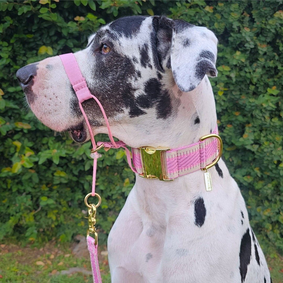 Candy Pink Adventure Head Halter Attachment