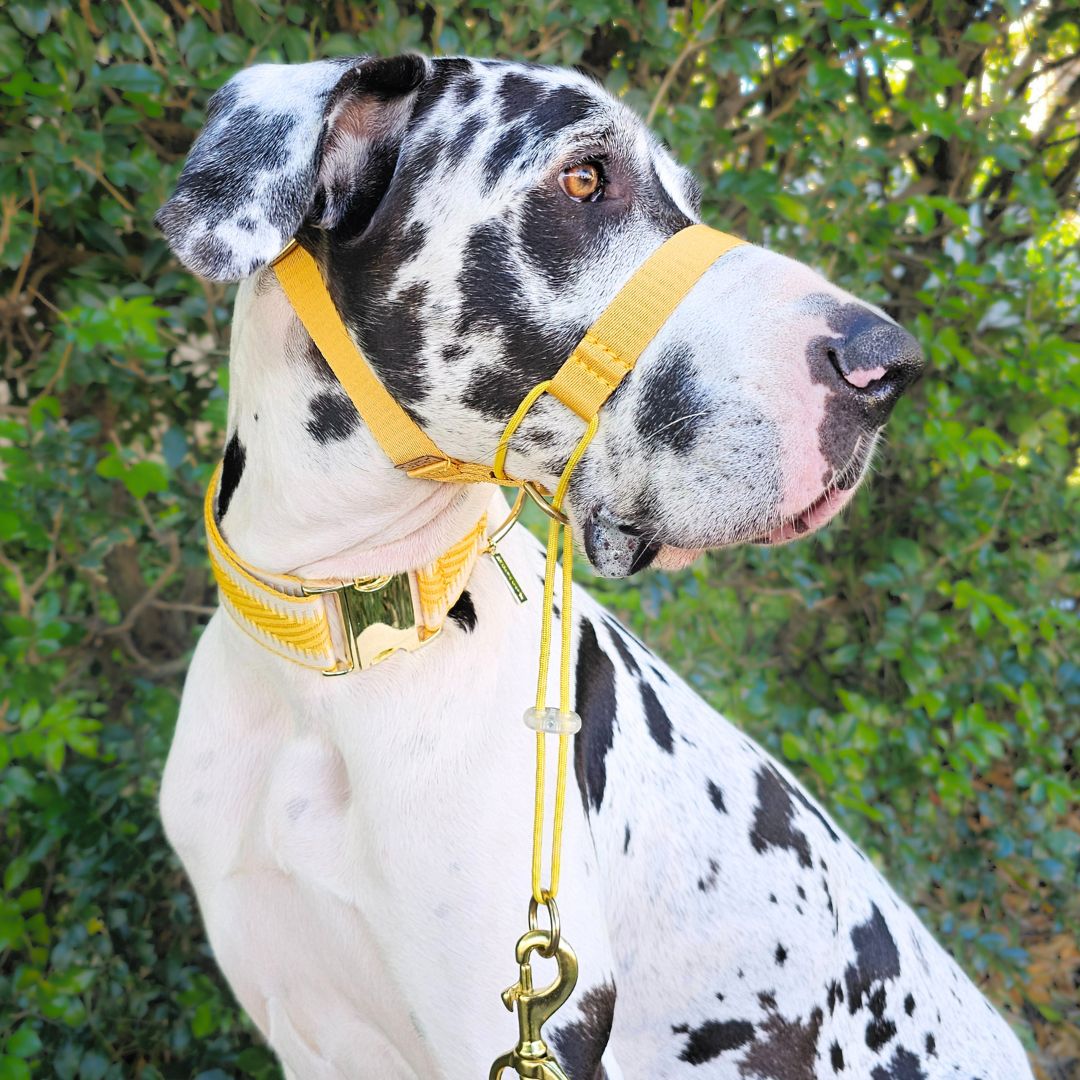 Bumblebee Yellow Complete Adventure Training Halter