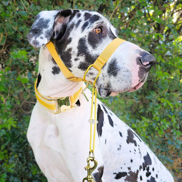 Bumblebee Yellow Complete Adventure Training Halter