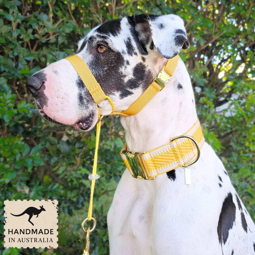 Bumblebee Yellow Complete Adventure Training Halter