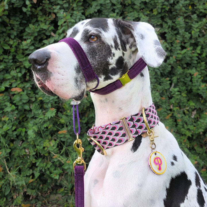 Midnight Plum Luxury Velvet Complete Training Halter