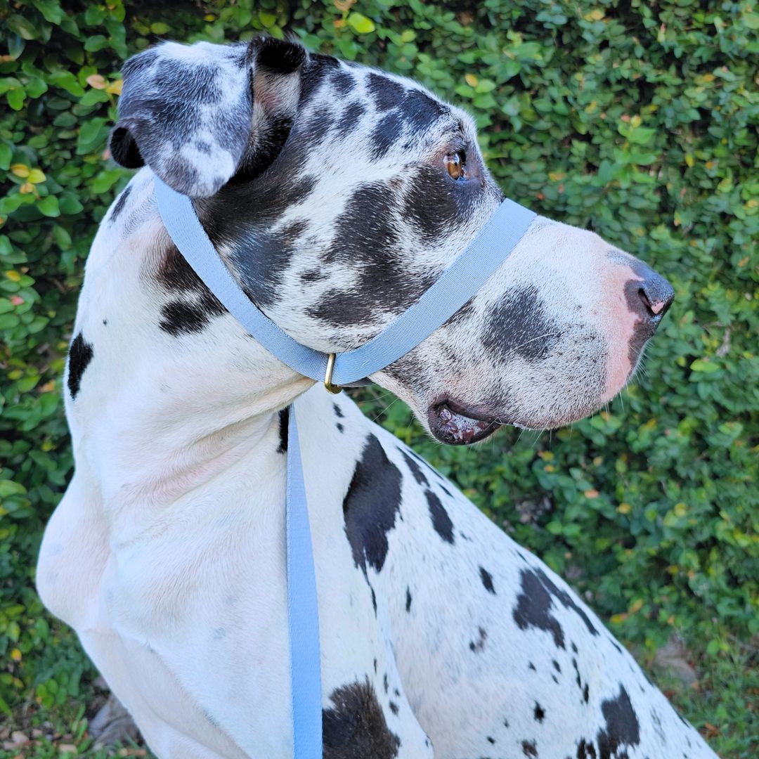 Sky Blue Adventure Slip Halter