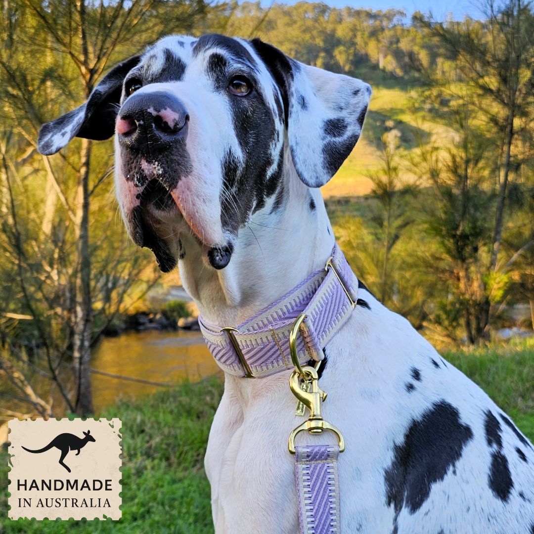 Lavender St Tropez Martingale Collar