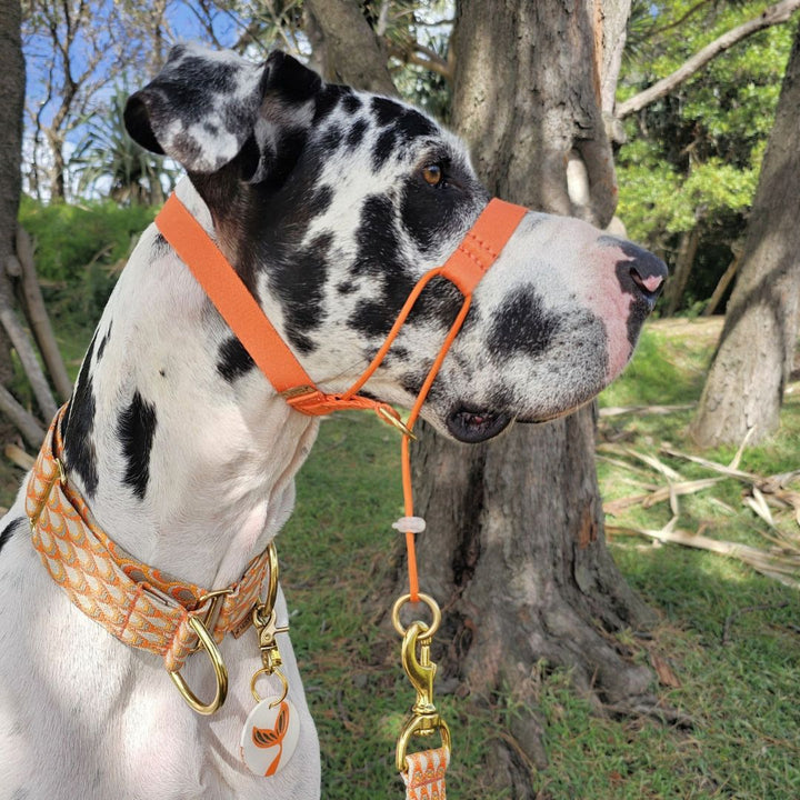 Tangerine Sunset Complete Adventure Training Halter