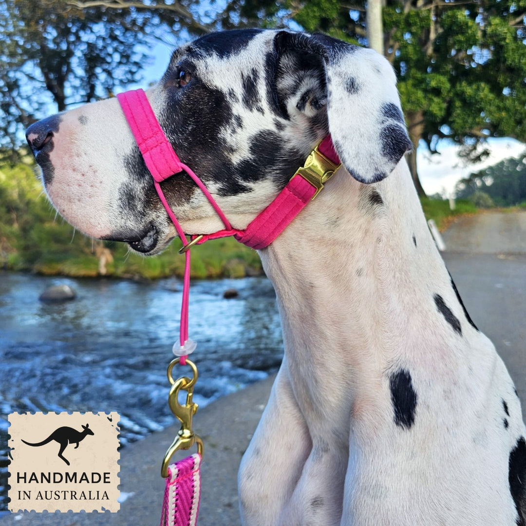 Hot Pink Luxury Velvet Complete Training Halter