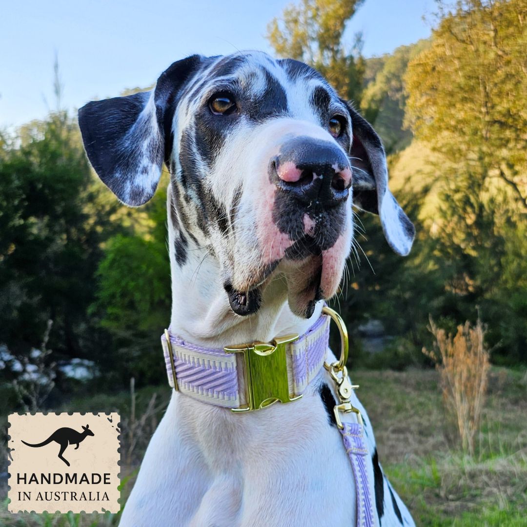 Lavender St Tropez Buckle Collar