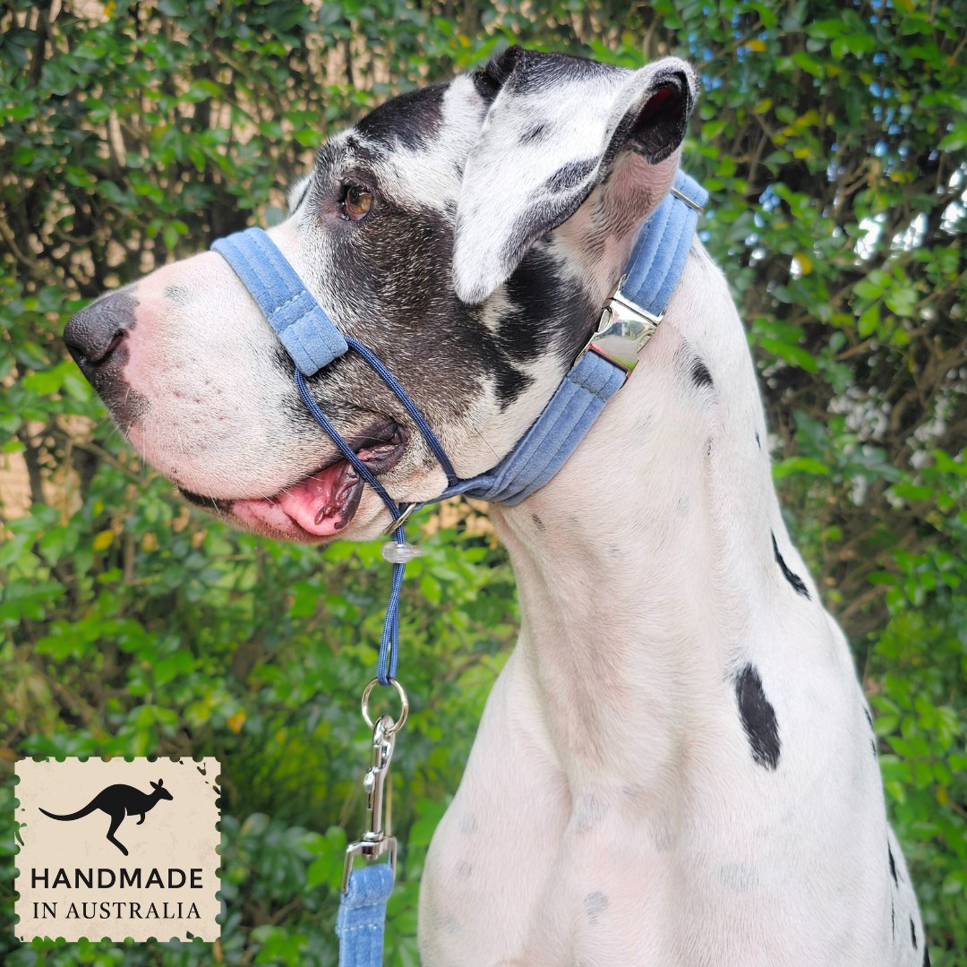 Storm Blue Luxury Velvet Complete Training Halter