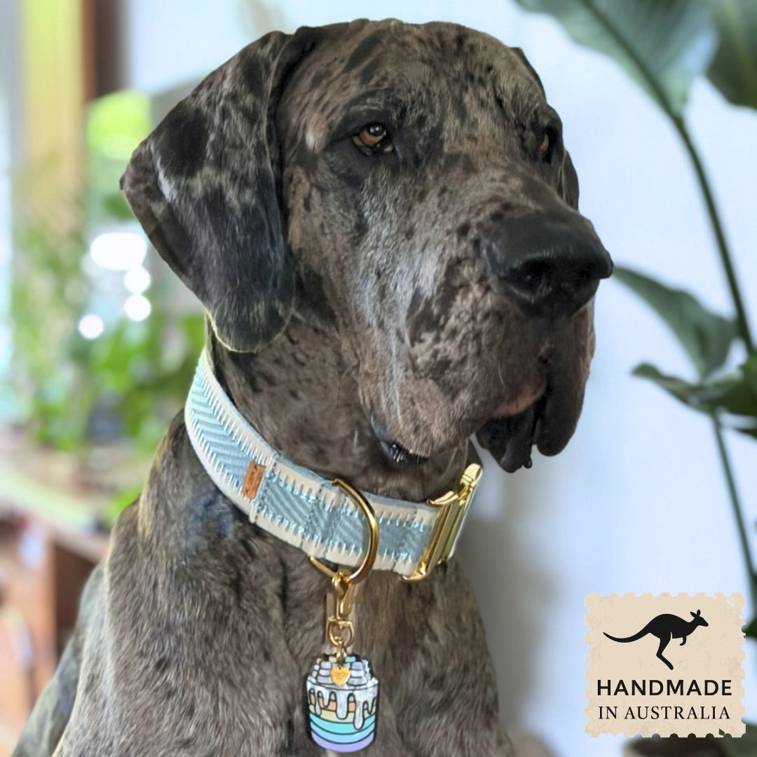 Sky Blue St Tropez Buckle Collar