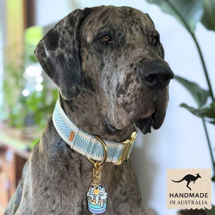 Sky Blue St Tropez Buckle Collar