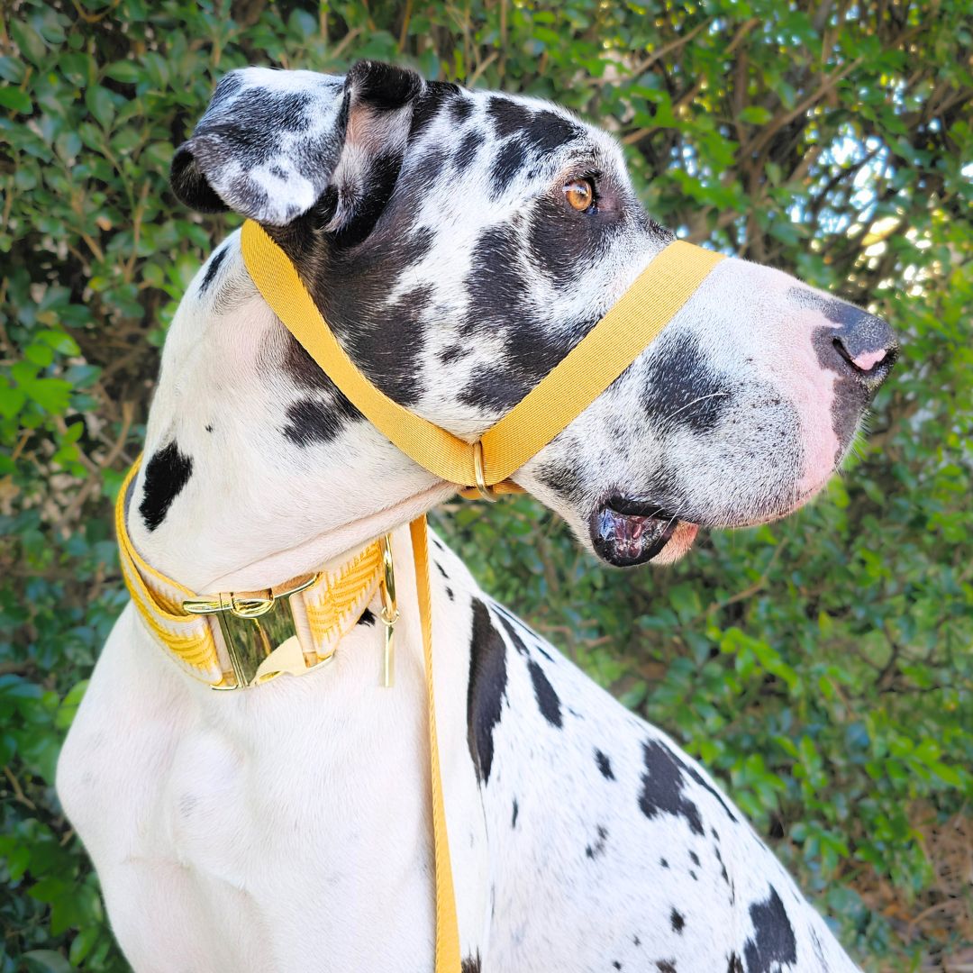 Bumblebee Yellow Adventure Slip Halter