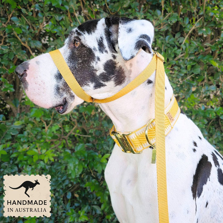 Bumblebee Yellow Adventure Slip Halter