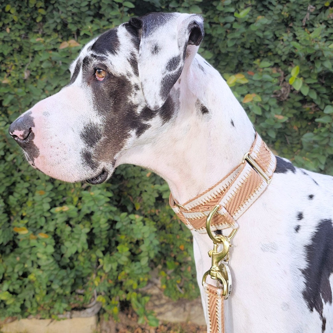 Caramel Latte St Tropez Martingale Collar (Sample)