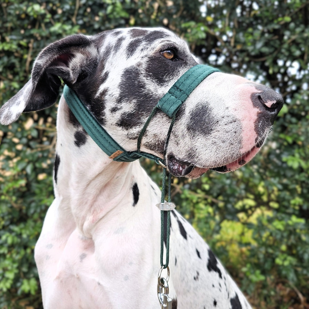 Forest Green Luxury Velvet Complete Training Halter