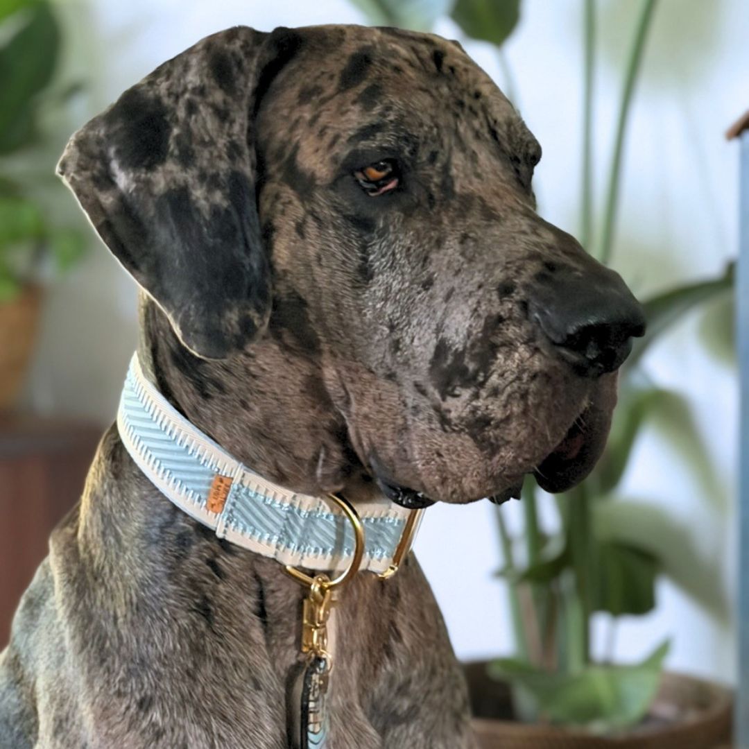 Sky Blue St Tropez Buckle Collar