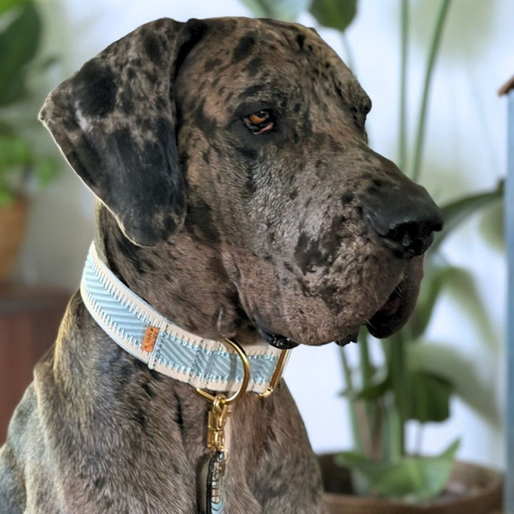 Sky Blue St Tropez Buckle Collar