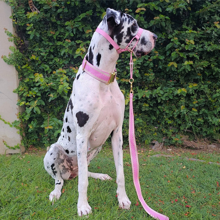 Candy Pink Complete Adventure Training Halter