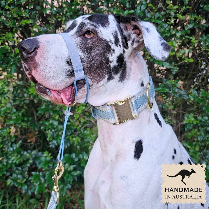 Sky Blue Adventure Head Halter Attachment