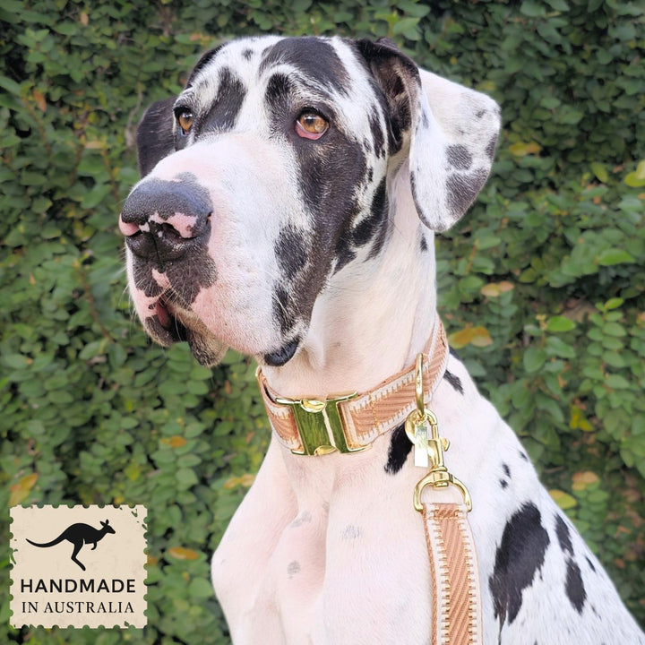 Caramel Latte St Tropez Buckle Collar