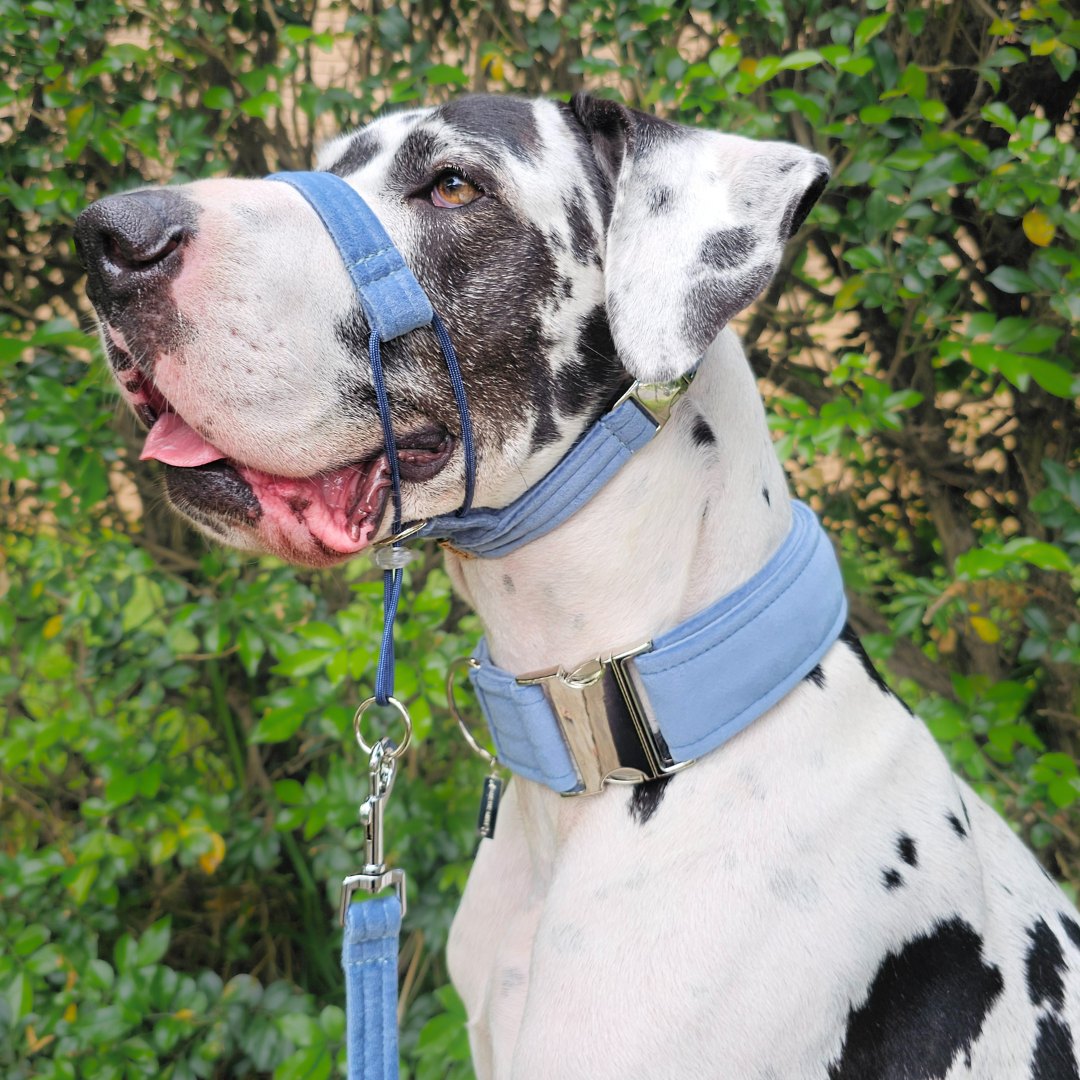 Storm Blue Luxury Velvet Complete Training Halter