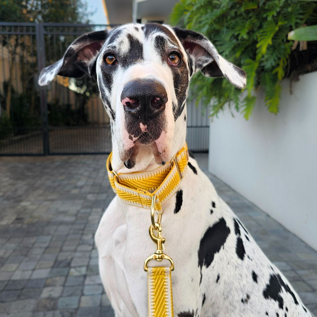 Bumblebee Yellow St Tropez Martingale Collar