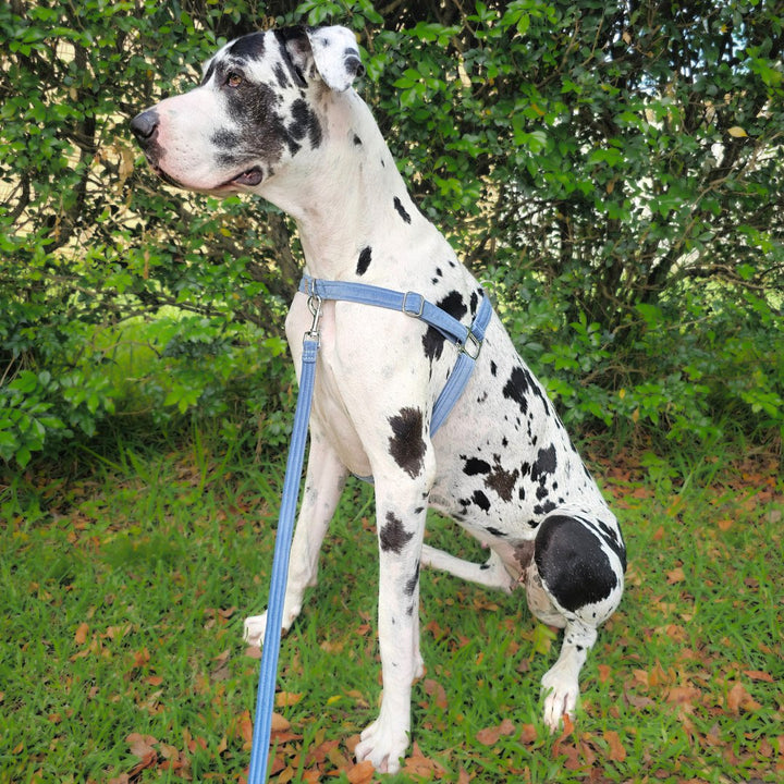 Storm Blue  Luxury Velvet Harness