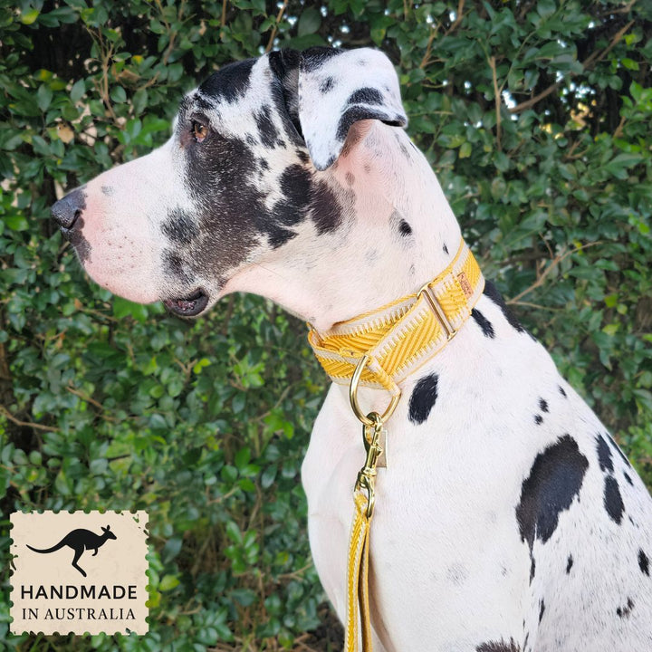 Bumblebee Yellow St Tropez Martingale Collar