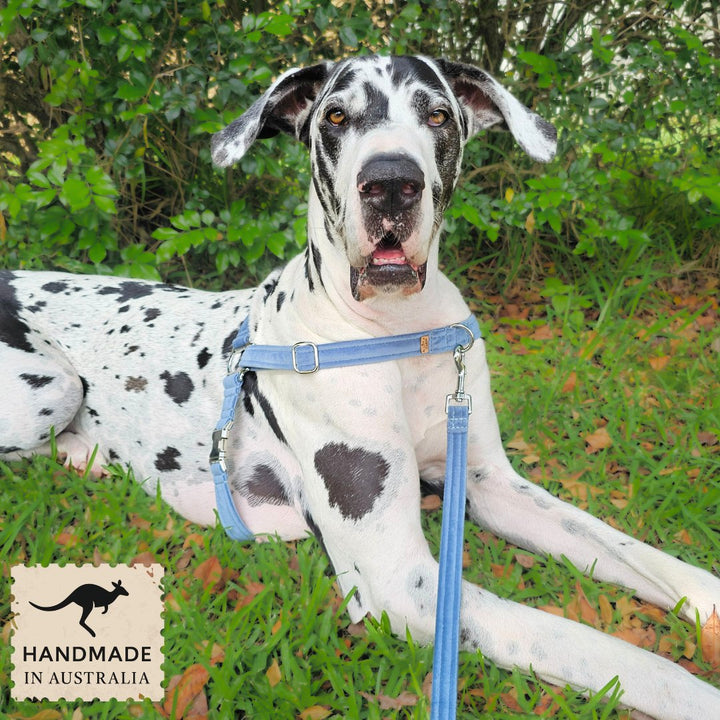 Storm Blue  Luxury Velvet Harness