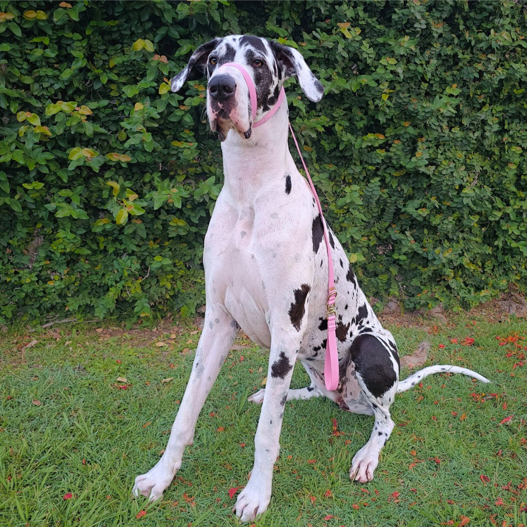 Candy Pink Adventure Slip Halter