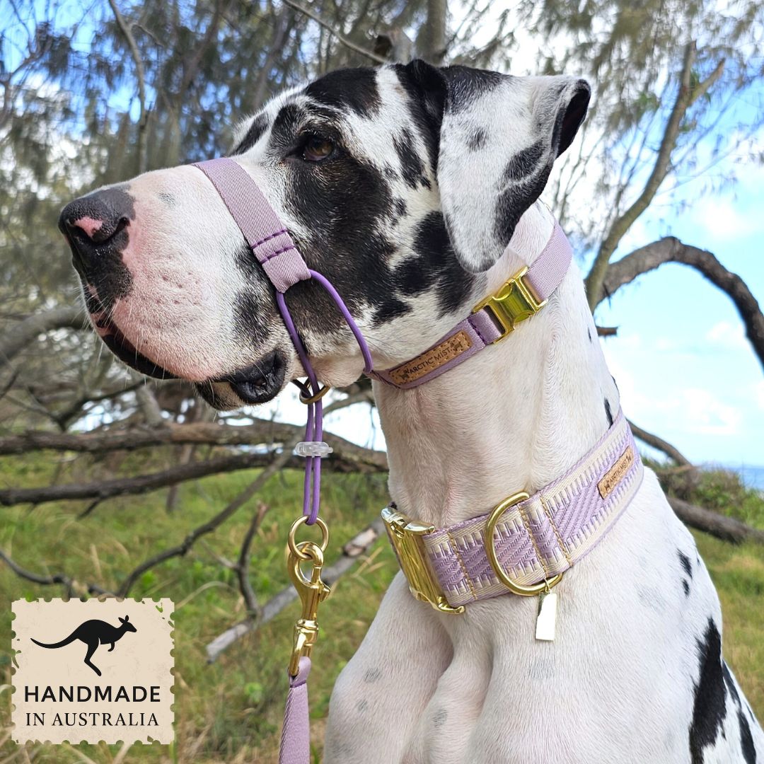Lavender Complete Adventure Training Halter