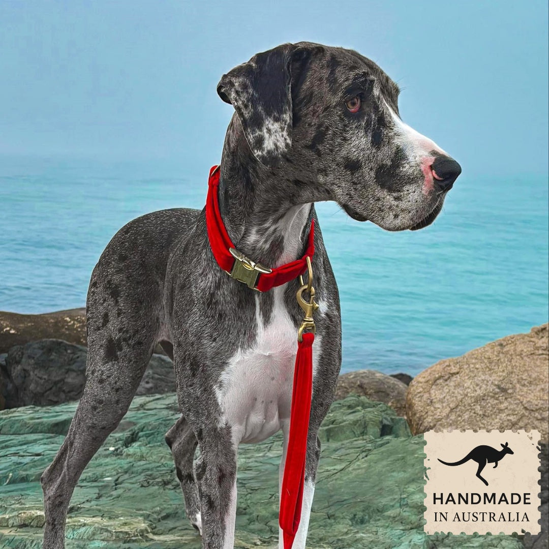 luxury red velvet dog buckle collar