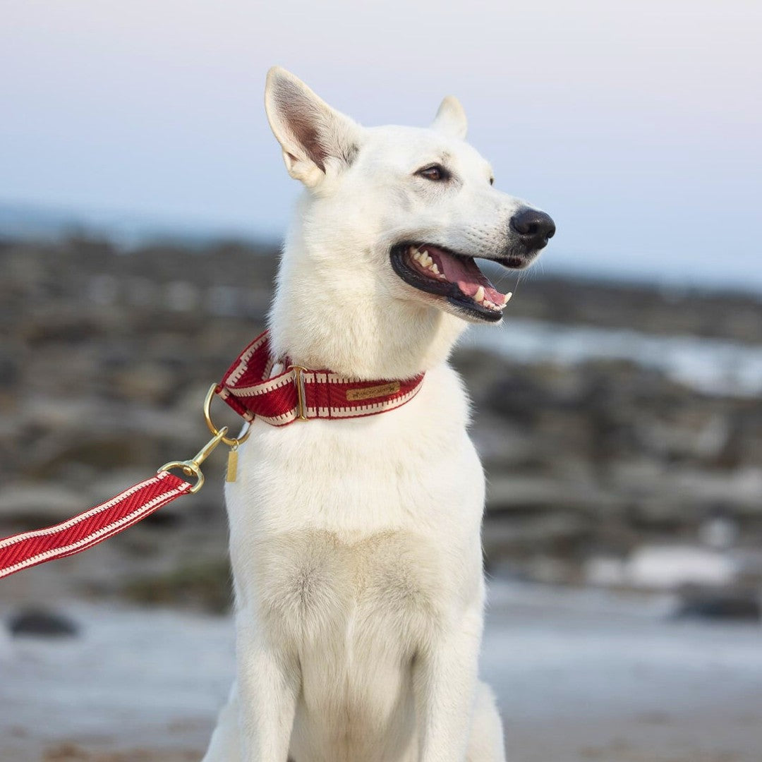 Red St Tropez Martingale Collar (Sample)
