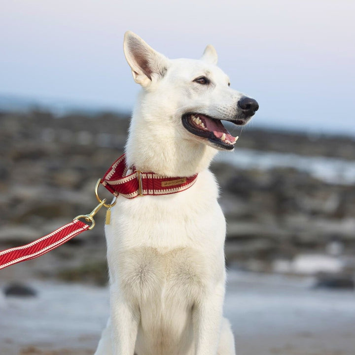 Red St Tropez Martingale Collar (Sample)