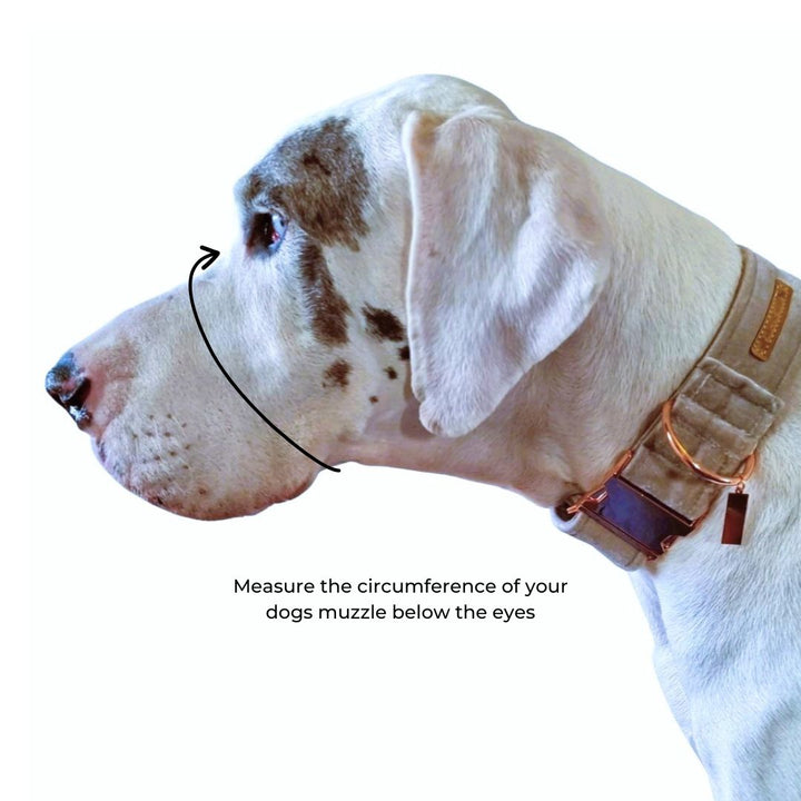 Champagne Velvet St Tropez Head Halter Attachment
